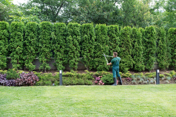 Trusted Delavan, IL Tree Removal and Landscaping Services Experts